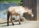 動物図鑑・モウコノウマの写真 1